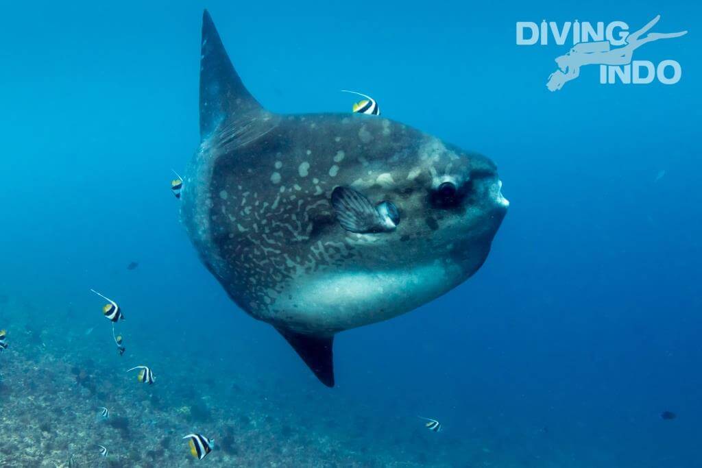 Scuba Diving di Indonesia